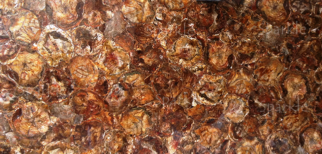 petrified-wood-brown-backlit